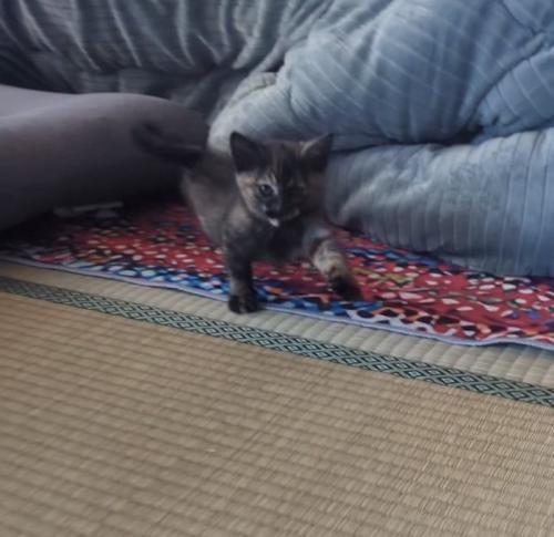 飼い主のほうに歩いてくる子猫