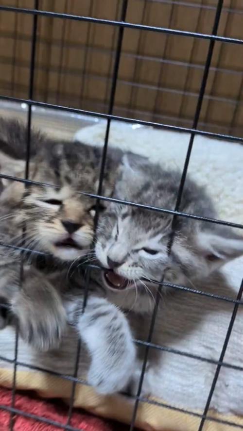 並んで鳴いている子猫たち