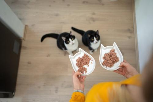 ご飯を待つ二匹の猫
