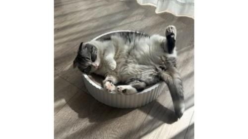 室内にいる猫