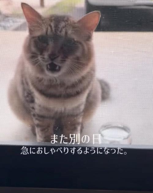おしゃべりする猫