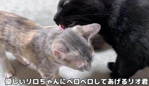 子猫を毛づくろいする黒猫