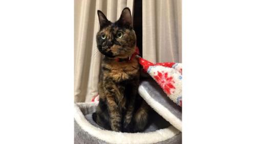 猫ベッドにいる猫