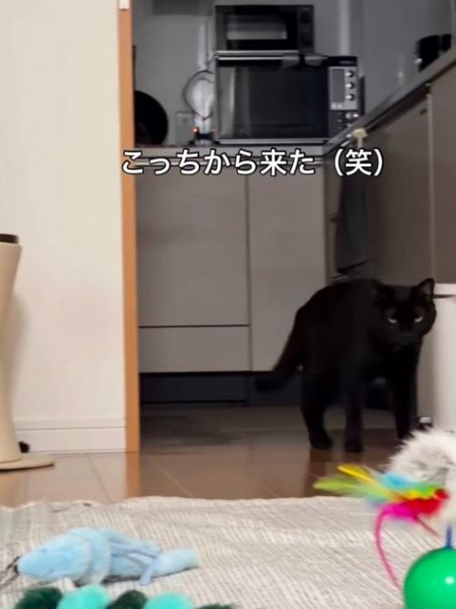 歩いている猫