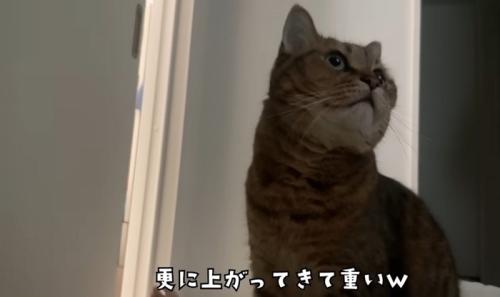 寝ている飼い主の体に乗り上げたミヌエット