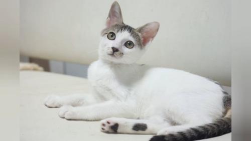 上を見ている子猫