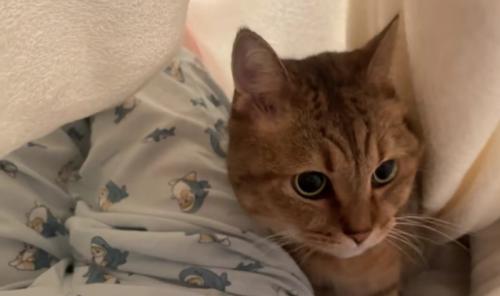 飼い主のいる布団の中に潜り込んだミヌエット