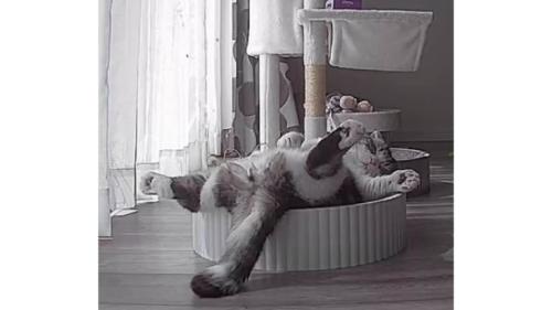 ペットカメラに映る猫