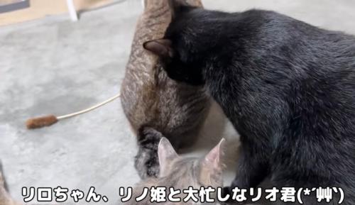 猫を毛づくろいする黒猫
