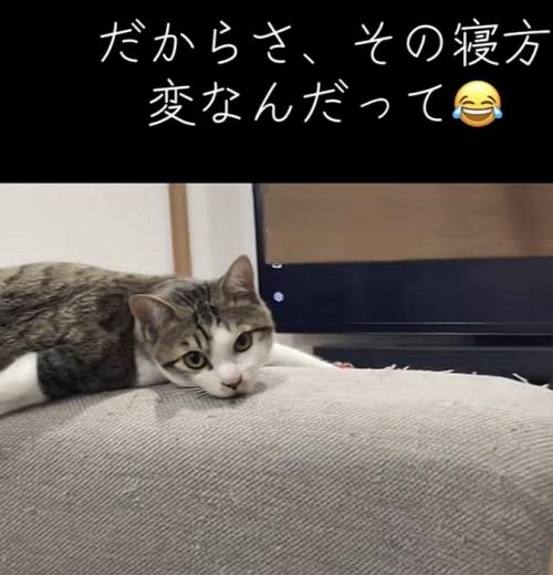 カメラ目線の猫の写真1
