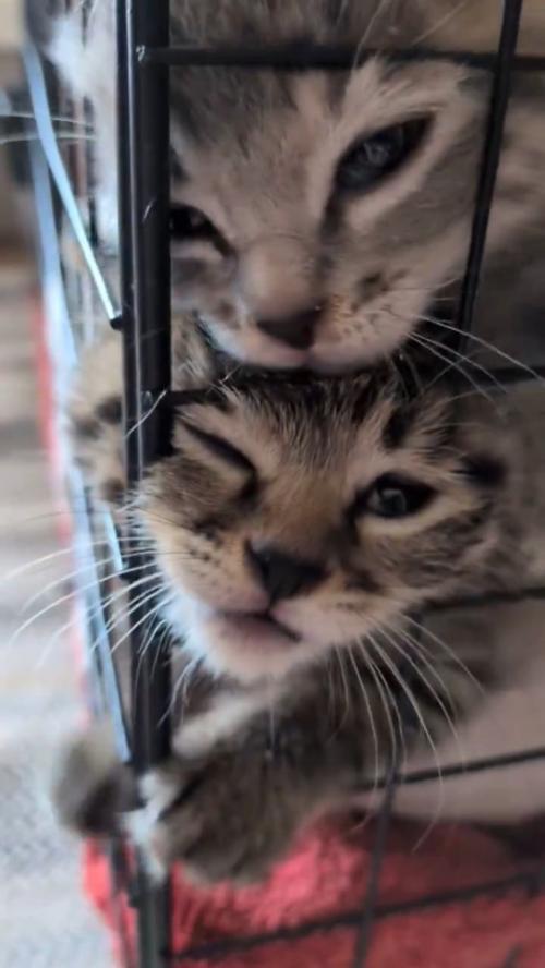 顔を寄せ合う子猫たち