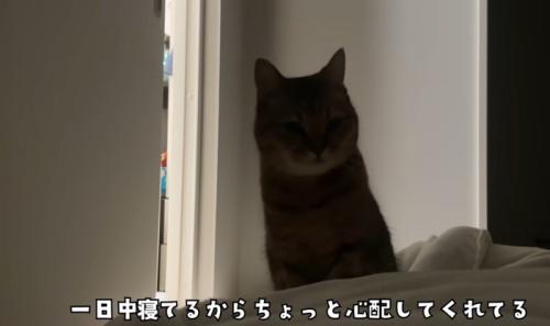 ミヌエットが横になった飼い主さんを心配そうに見つめる様子