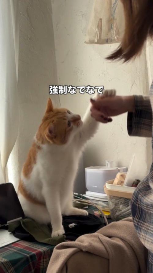 飼い主の手に前足を伸ばす猫