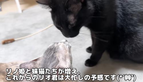 顔を近づける子猫と黒猫
