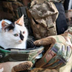 兵士たちを慰め、「戦時マスコット」として大活躍した猫たち　米国ほか