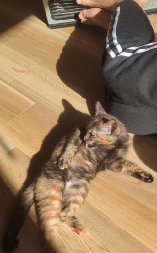 毛繕いをするサビ猫