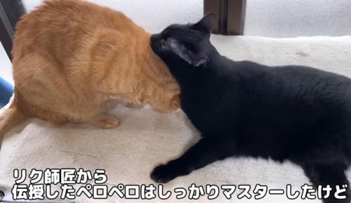 茶トラ猫を毛づくろいする黒猫