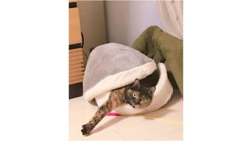 猫ベッドにいる猫