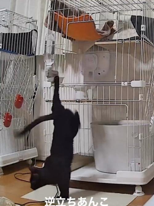 ケージから降りてきた猫