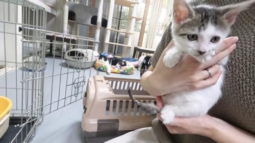 抱っこされる子猫