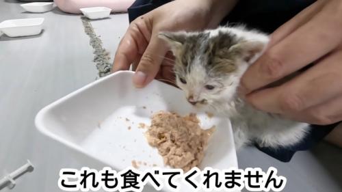 ウェットフードを前にした子猫