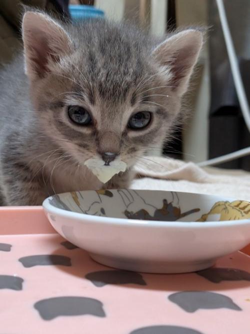 口の周りが白い子猫