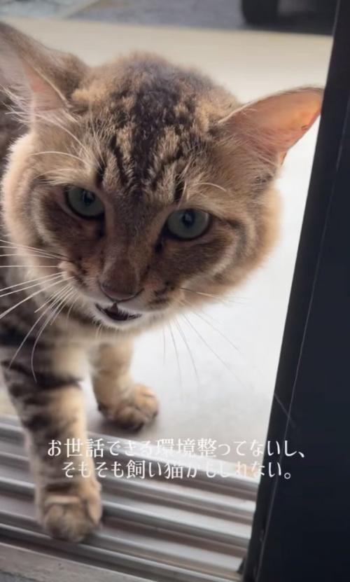 家に入ろうとする猫