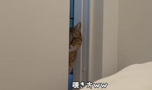 物陰から顔を半分だけ出してこちらを覗き見るミヌエット