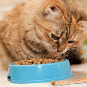 猫の『寿命を長くする食事』に必要な6つの条件　愛猫の健康を守るために心がけるべきこと