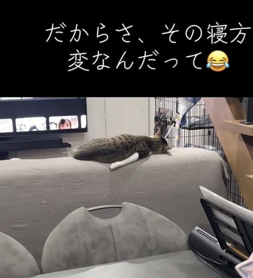 猫の後ろ姿の写真2