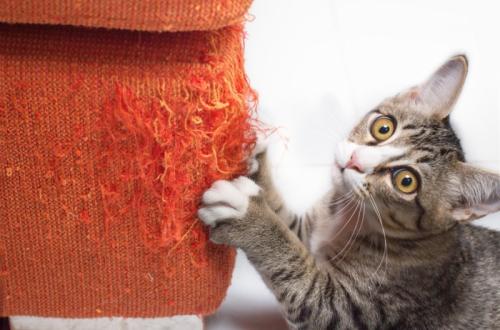 ソファーで爪とぎする子猫