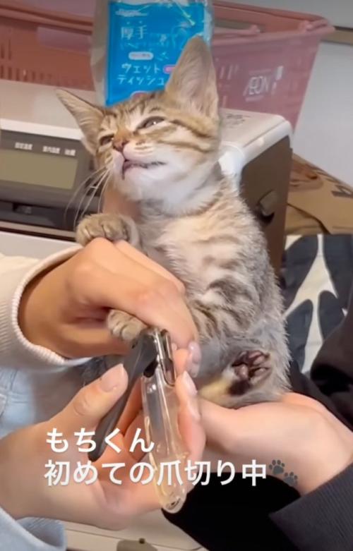 全く動かない子猫
