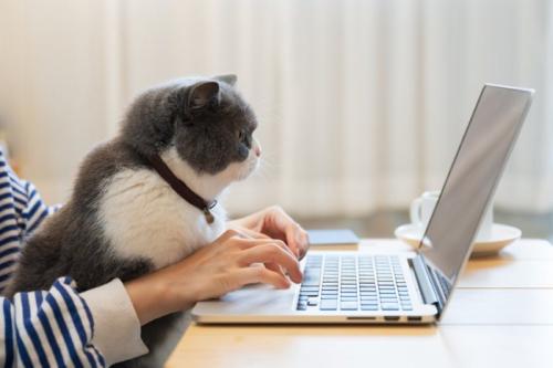 PCのモニタを見つめる猫