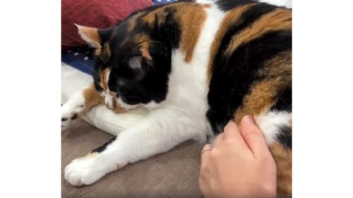寝ている猫
