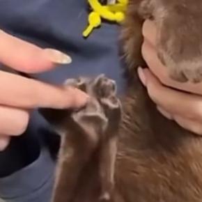 くつろぐ猫の肉球をこちょこちょしてみたら…数秒間耐えた後の『可愛すぎる反応』に2万いいね「ふへへって声出た」「何回でも見られる」