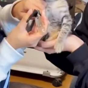 初めて『爪を切られた子猫』→顔を見たら…なんとも言えない『表情』が133万再生「魂抜けてないかｗ」「この世の終わりのようなｗ」