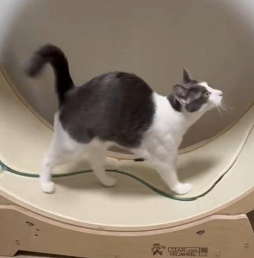 キャットホイールの上を歩く猫