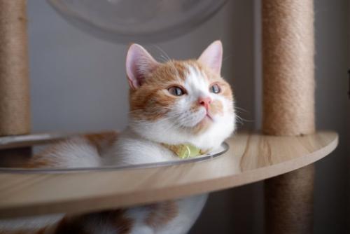 タワーでくつろぐ猫