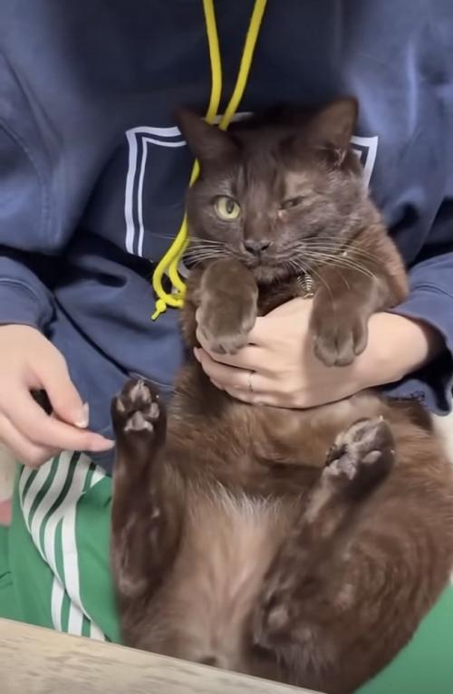 飼い主に肉球をこそばされる保護猫
