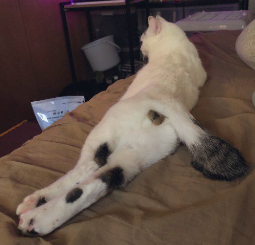 足をピンと伸ばしてくつろぐ猫
