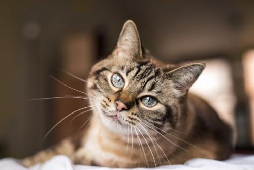 具合の悪い猫の画像