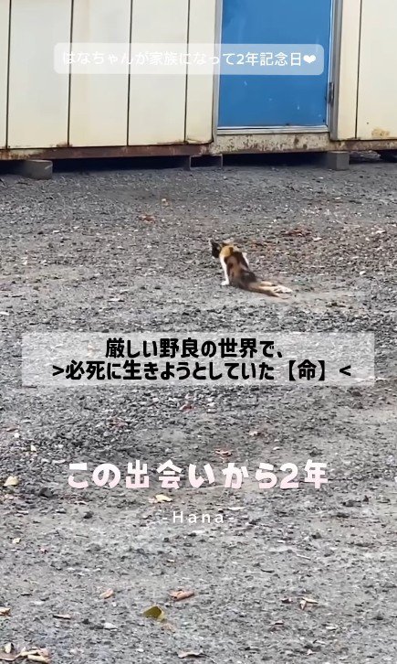 下半身を引きずる猫