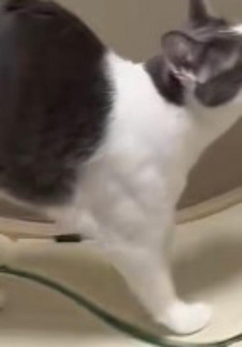 筋肉の形がはっきりと見えている猫の肩