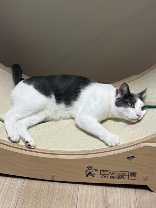 キャットホイールの上に寝そべる猫