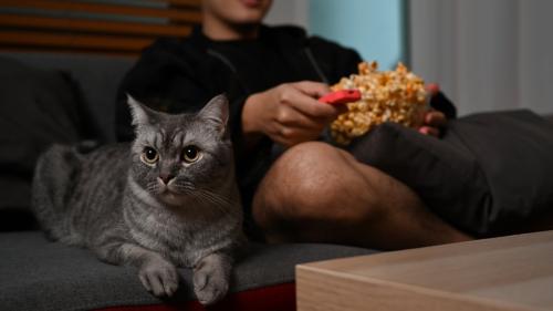 飼い主さんと夜更かしをしている猫