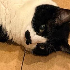 飼い主『2度見したｗ』→床を見たら、猫たちが…『可愛すぎる寝姿』に癒される人が続出「なんて幸せな空間」「間に座ってわしゃわしゃしたい」