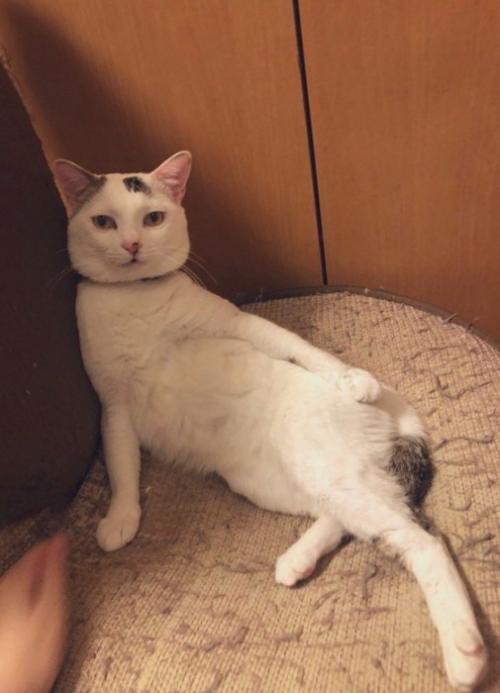 椅子にもたれかかってくつろぐ猫