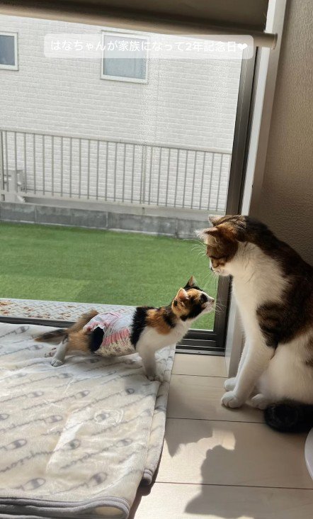 2匹の猫