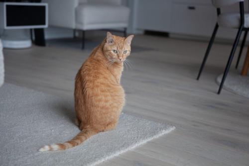 具合の悪い猫の画像
