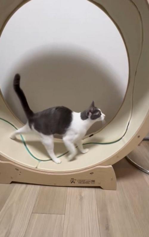 キャットホイールに乗る猫